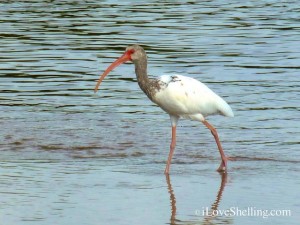 juvenile ibis bunche beach fort myers florida juvenile ibis bunche beach fort myers florida
