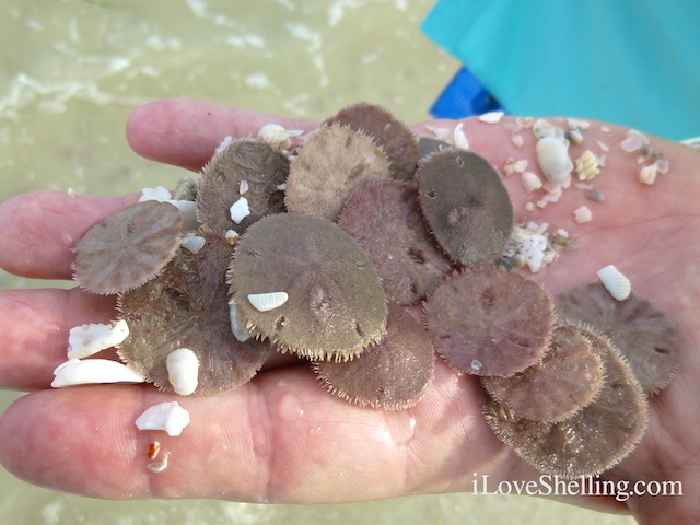 live sand dollars sanibel Clypeasteroida