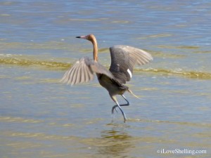 reddish egret bunche beach fort myers reddish egret bunche beach fort myers