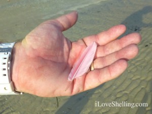 roseate spoonbill feather bunche beach FL roseate spoonbill feather bunche beach FL