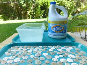 sand dollars bleach clean dollar cleaning crafts projects craft box iloveshelling them seashell visit soooo fragile stinkin puppies then