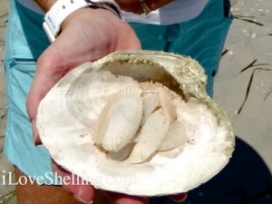 angel wings quahog cayo costa angel wings quahog cayo costa