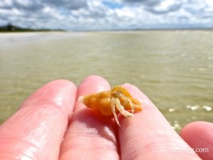 hermit crab sw florida hermit crab in horse conch sanibel lighthouse