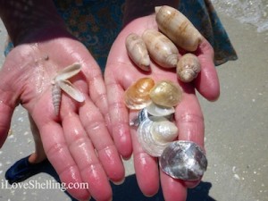 seashells cayo costa iLoveShelling cruise seashells cayo costa iLoveShelling cruise