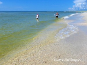 shelling gulf of mexico lee county seashells shelling gulf of mexico lee county seashells