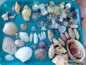 shells found on Cayo costa shells found on Cayo costa