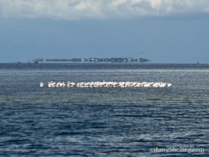 white pelicans useppa island florida white pelicans useppa island florida