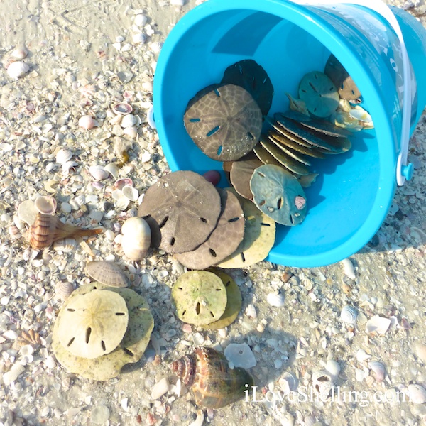 sand dollars and shells in a blue bucket