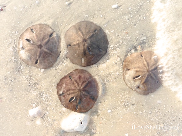 sand dollars in the surf ft myers beach