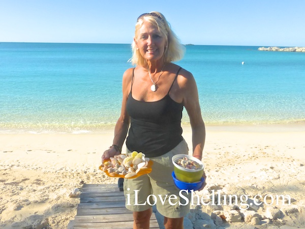 Jane shells from Cat Island Bahamas