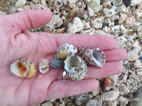 bleeding tooth nerites rock snail shell