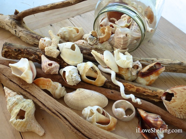 Broken+Seashell+Crafts How To Make An Easy Sanibel Island SeaShell Mobile | i Love Shelling