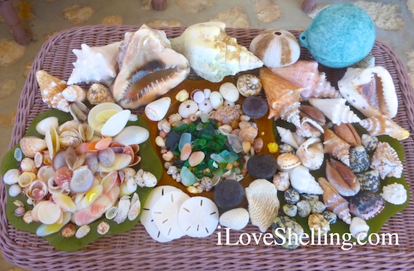 caribbean beach sea glass shells buoy sand dollars