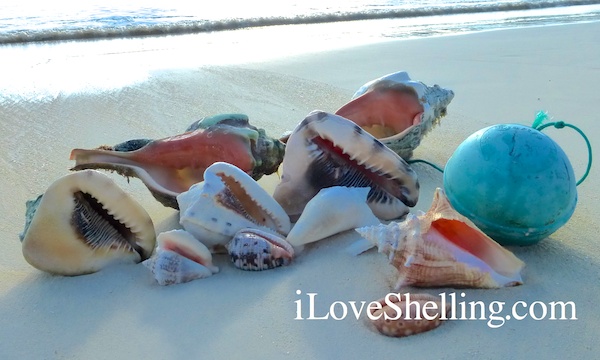 caribbean shells cat island bahamas