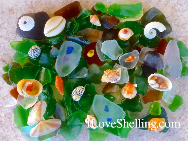 cat island sea glass seashells shelling