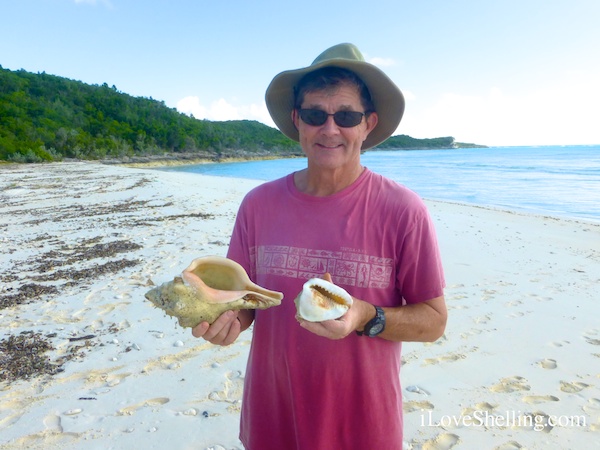 collecting seashells Cat Island Bahamas chank shell helmet