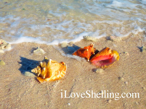 conch shells wash up on bahamas beach