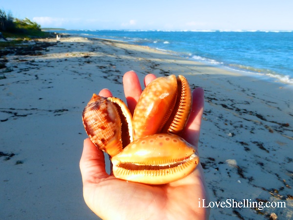 cowrie reticulated helmet cat island bahamas