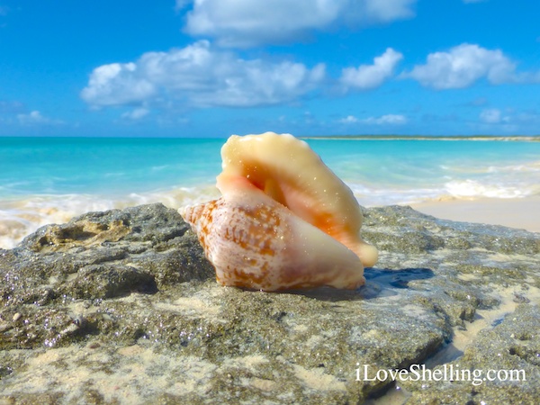 hawk wing conch shell bahama islands