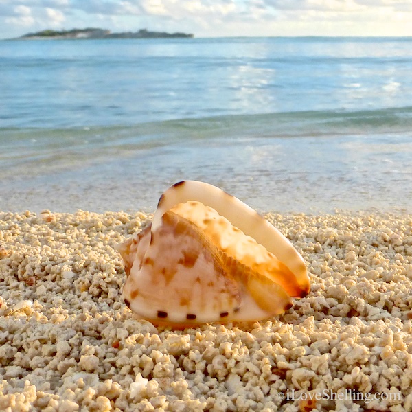 juvenile king helmet shell bahamas island