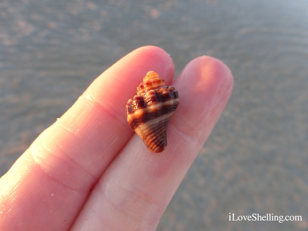 kings crown conch juvenile kings crown conch juvenile – I Love Shelling