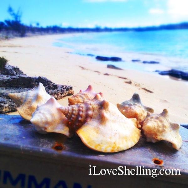 milk conchs cat island bahamas