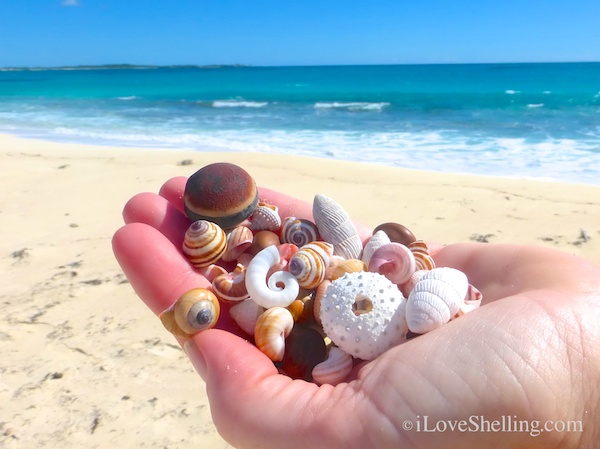 sea beans seashells cat island bahamas beach combing
