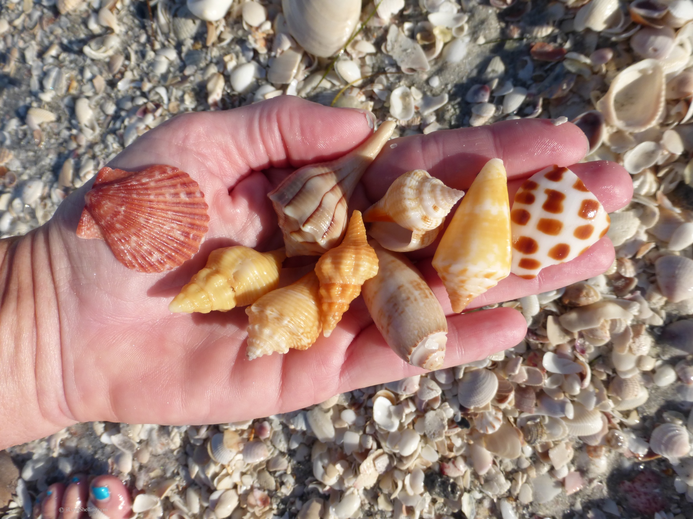 Shells Arrive On The Tide i Love Shelling