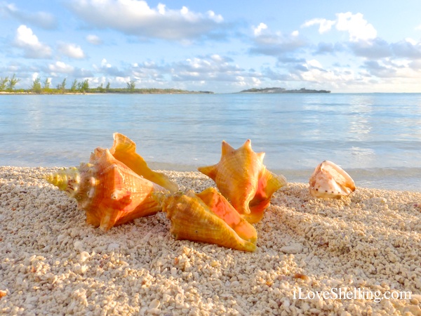 shells from the bahamas islands