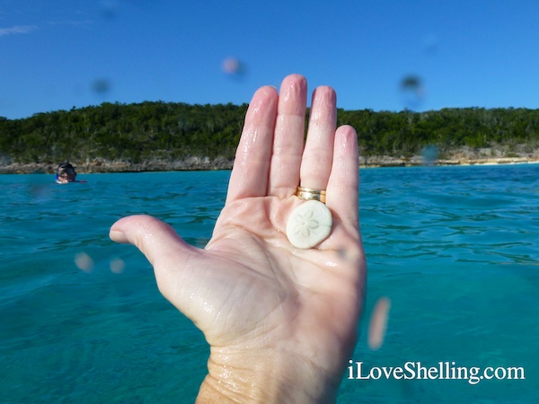 snorkeling for sea biscuits cat island bahamassnorkeling for sea biscuits cat island bahamas