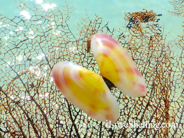 sunrise tellin on a sea fan