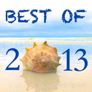 best-of-2013 seashells