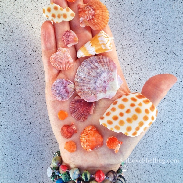 sanibel seashells hand photo