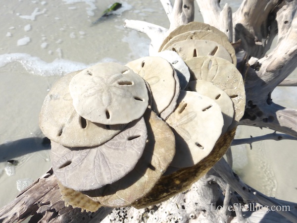 find sand dollars on fort myers beach florida