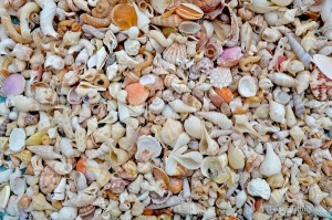 assortment of collected small Sanibel Florida shells assortment of collected small Sanibel Florida shells