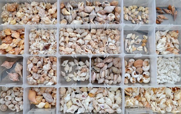 tiny shells collected on Sanibel Island Florida