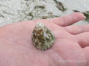 American star-shell found on sanibel island florida American star-shell found on sanibel island