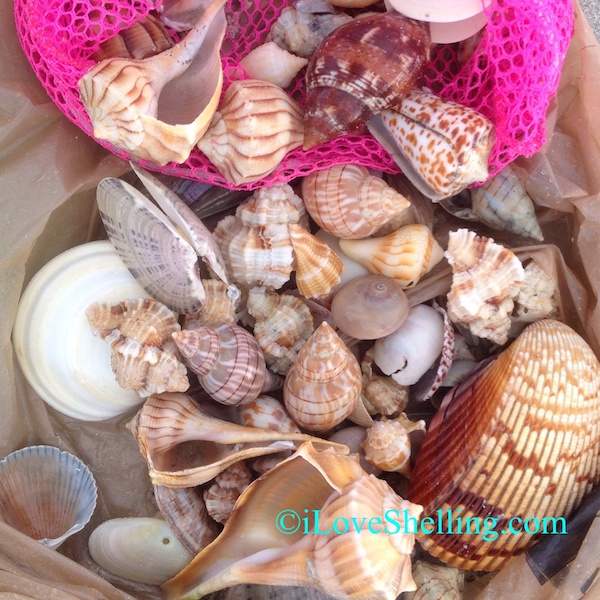 Quick Shelling Update- Seashells!