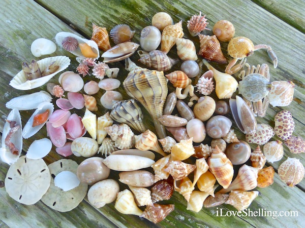 assortment of shells collected while beach combing swfl