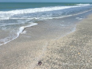 beachcombing Captiva Florida beachcombing Captiva Florida