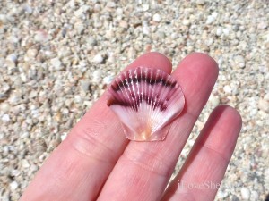 beautiful flat scallop Captiva Florida beautiful flat scallop Captiva Florida
