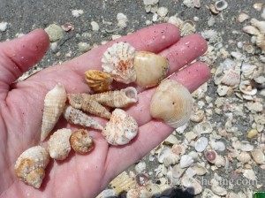 collecting seashells on Captiva Island florida collecting seashells on Captiva Island florida