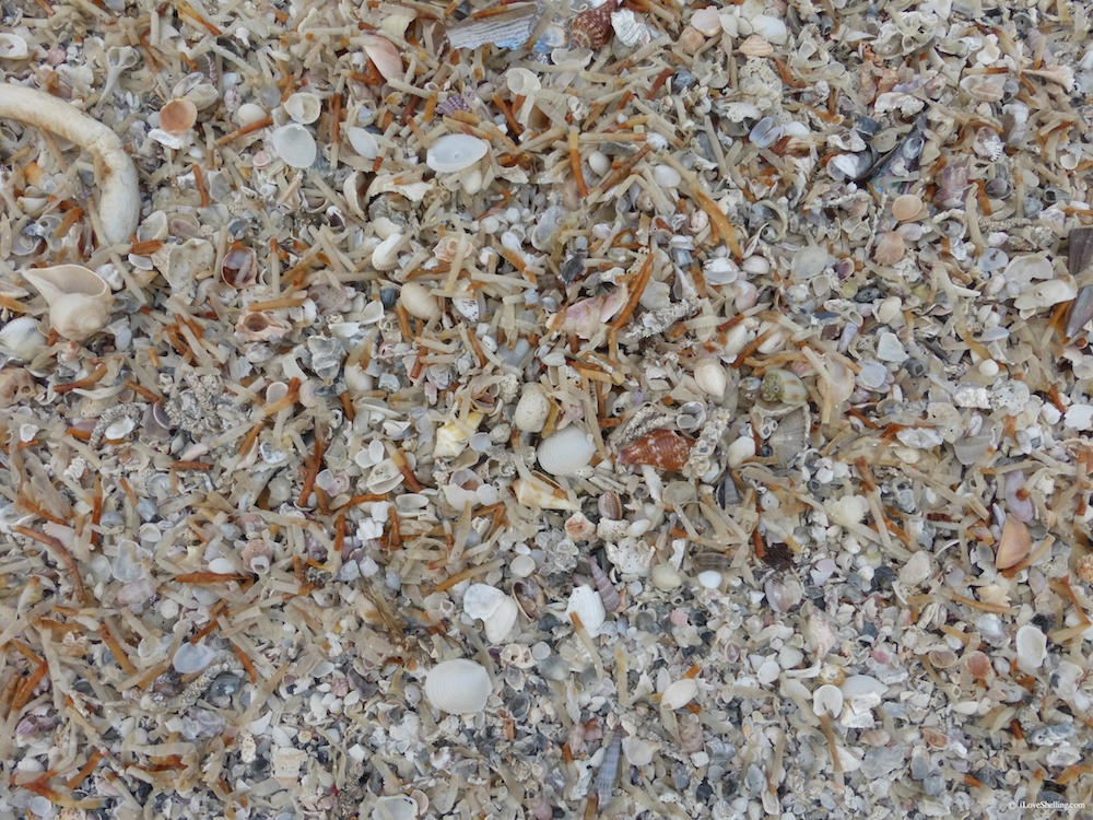 manatee grass with seashells