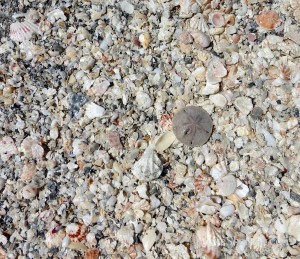 sand dollar cybershelling sand dollar cybershelling