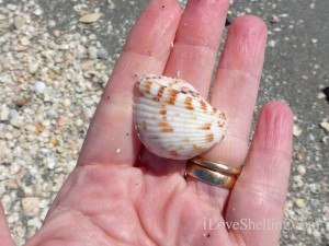 strawberry cockle found on Captiva Island Florida strawberry cockle found on Captiva Island Florida