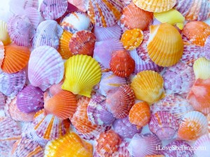 Easter Eggshellent Scallop Shells Easter Eggshellent Scallop Shells