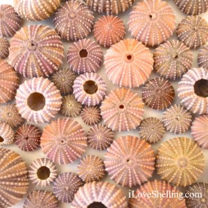 colorful sea urchins