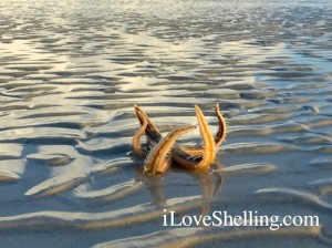 Curled live starfish sea star Sanibel Island Curled live starfish sea star Sanibel Island