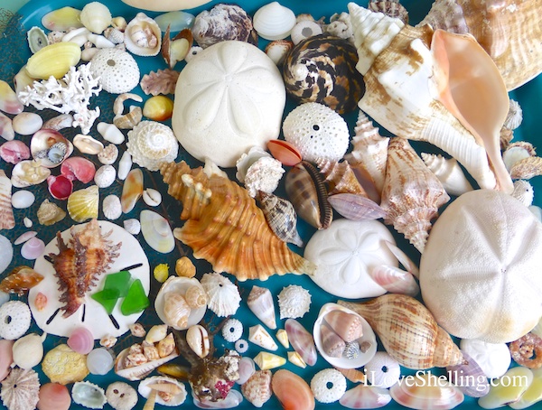 Grand Bahama Island seashells found May 2014