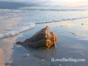 Lightning whelk in Sanibel surf Lightning whelk in Sanibel surf